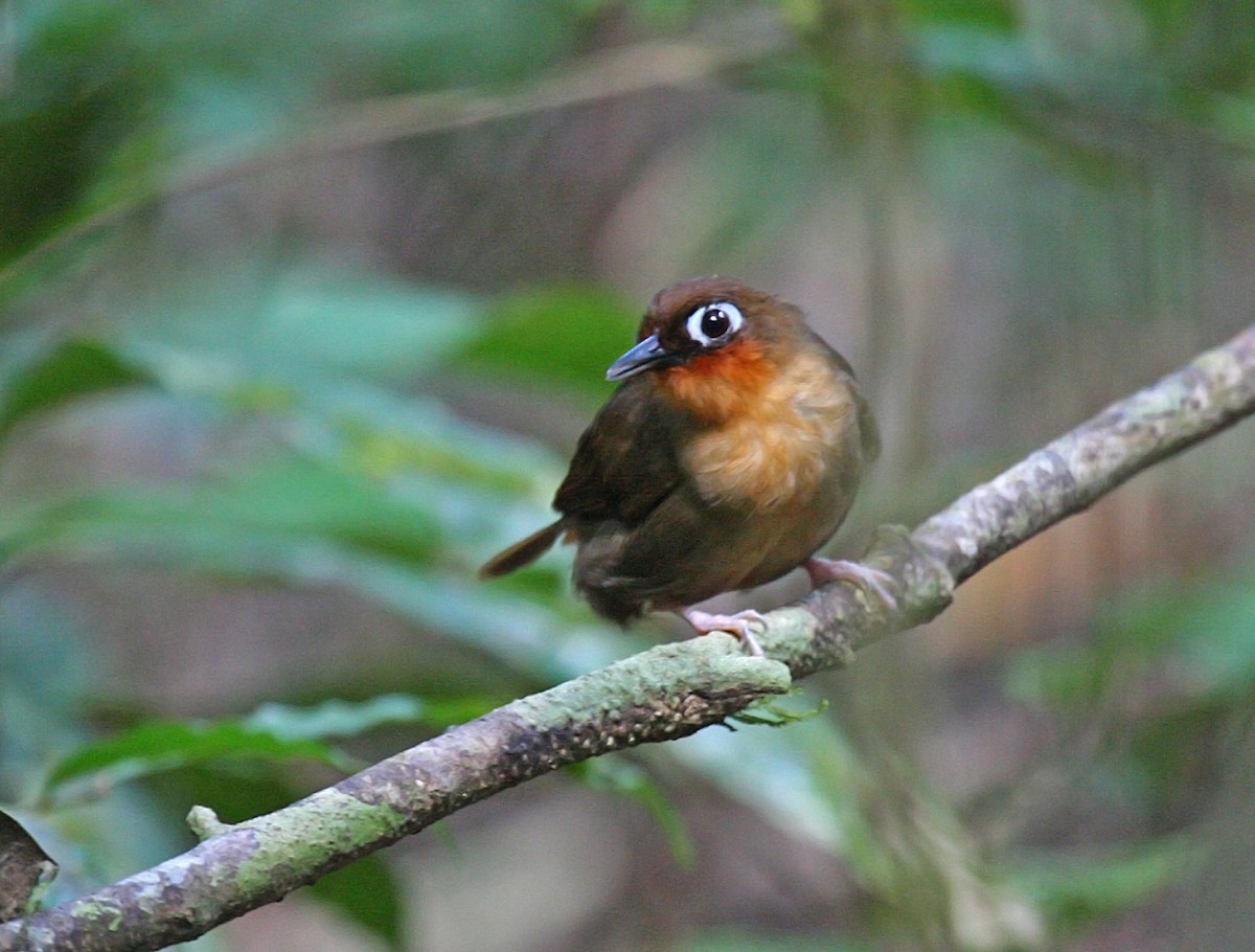 Rufous-throated Antbird - Peter Candido