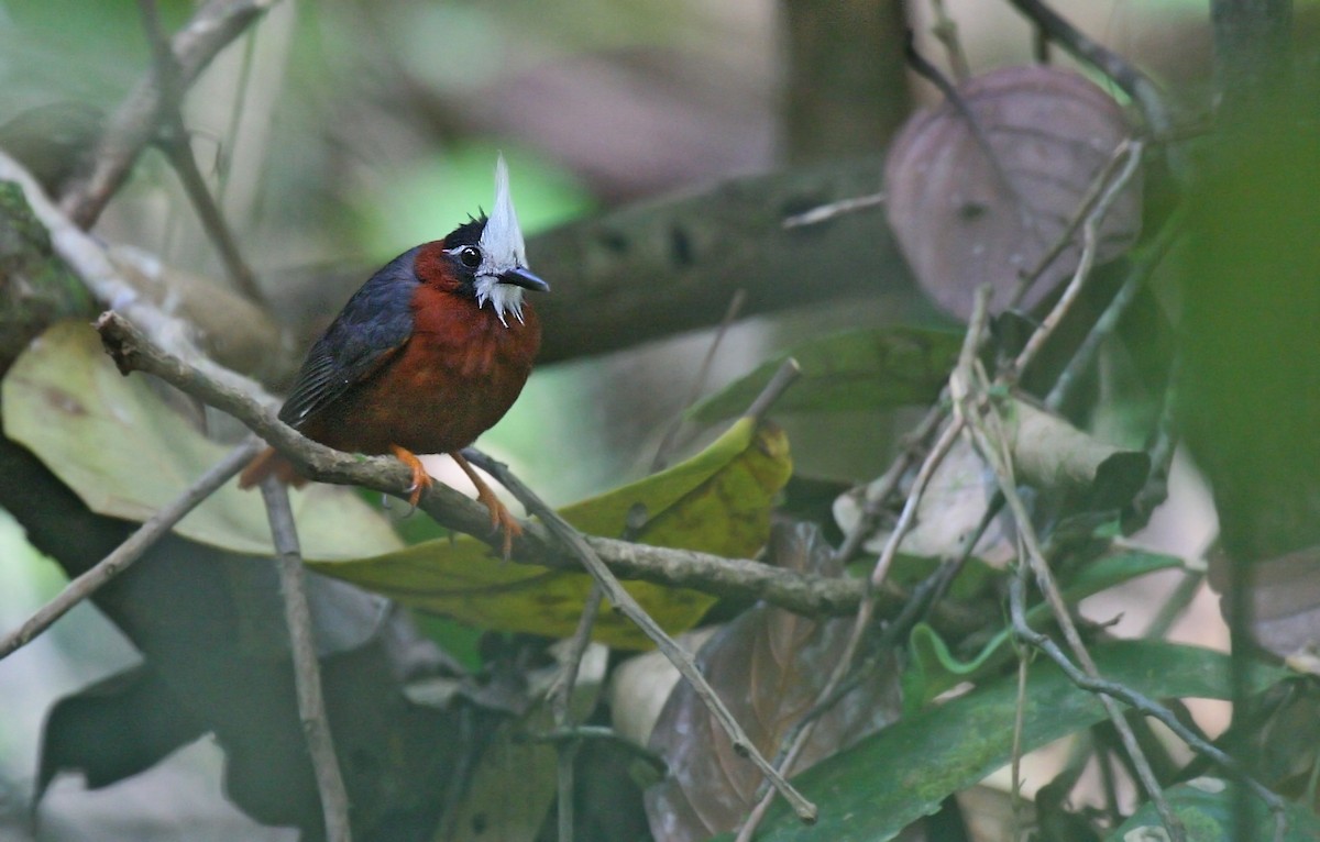 White-plumed Antbird - Peter Candido