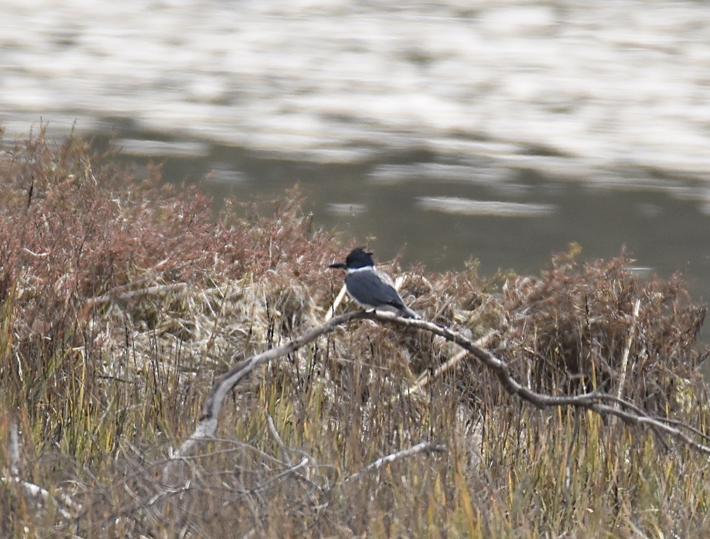 Belted Kingfisher - ML404571891