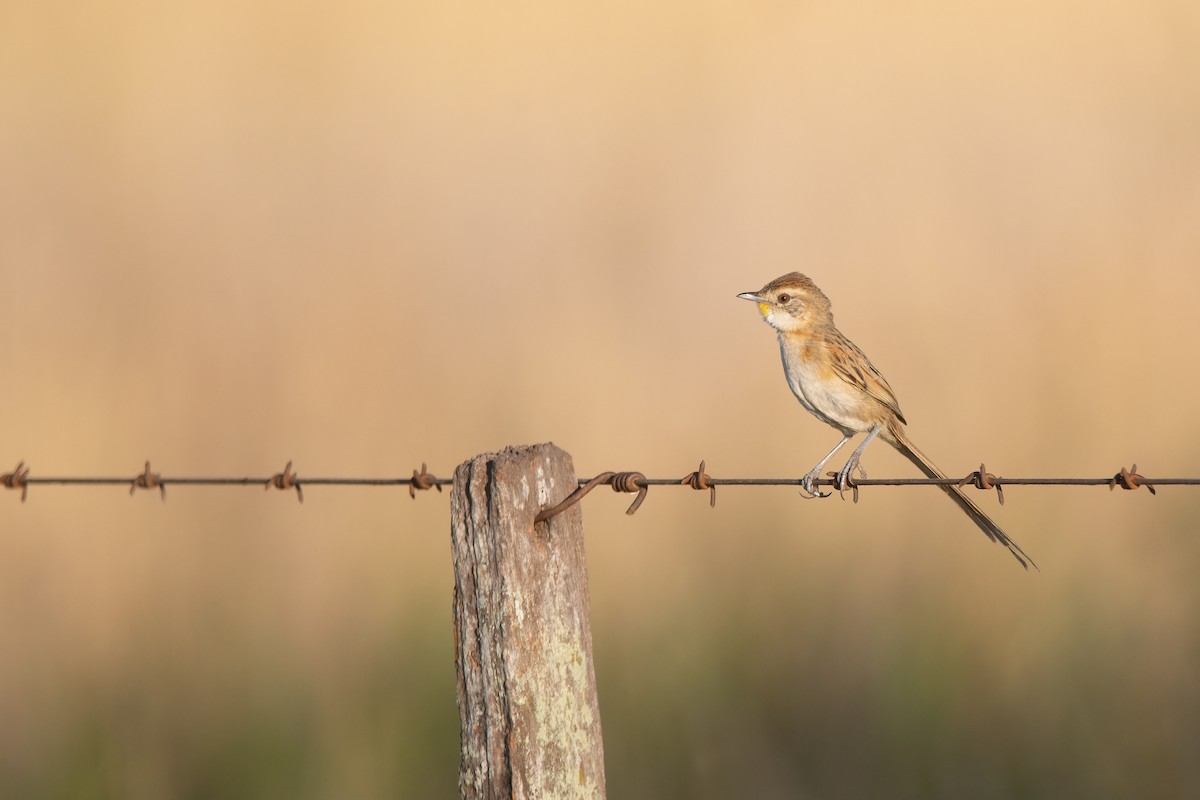 Chotoy Spinetail - ML404573821