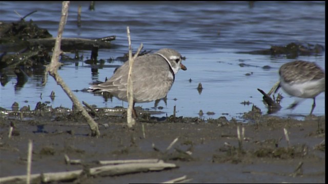 Piping Plover - ML404579