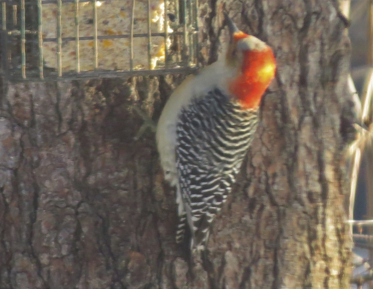 Red-bellied Woodpecker - ML404579141