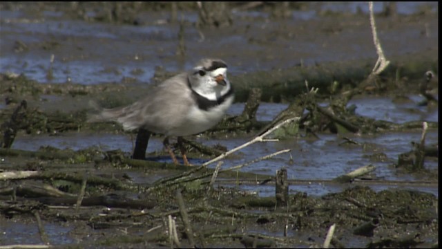 Piping Plover - ML404580