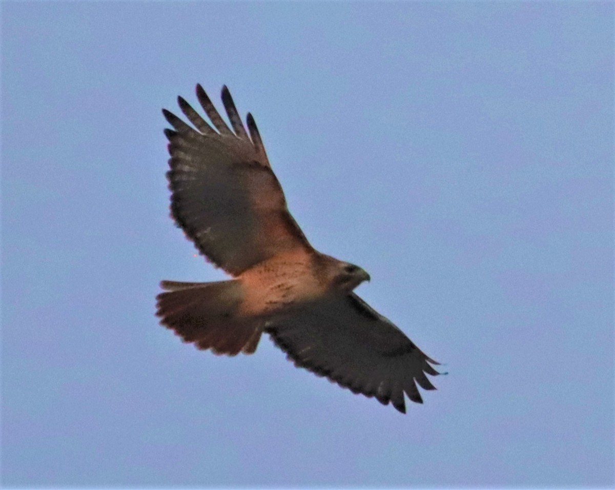 Red-tailed Hawk - ML404583841
