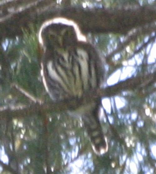 Northern Pygmy-Owl (Mountain) - ML404589671