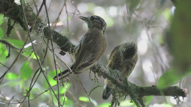  - Mottled Piculet