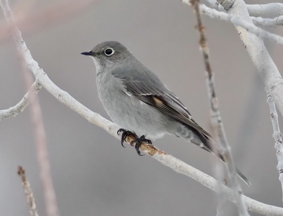 Townsend's Solitaire - ML404591261