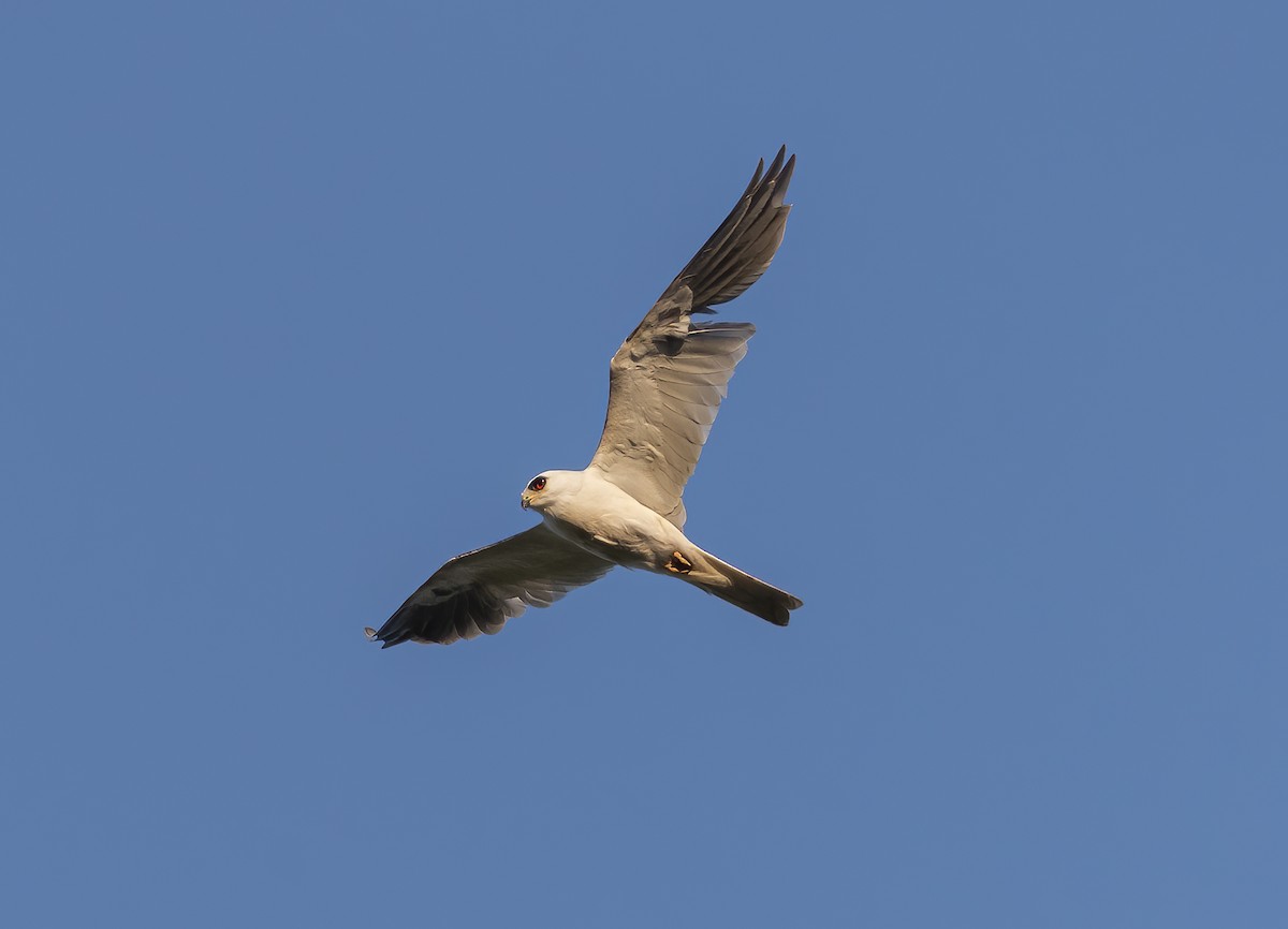 White-tailed Kite - Esteban Villanueva (Aves Libres Chile)