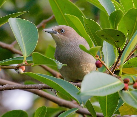 Pulau Pinang, Malaysia - eBird