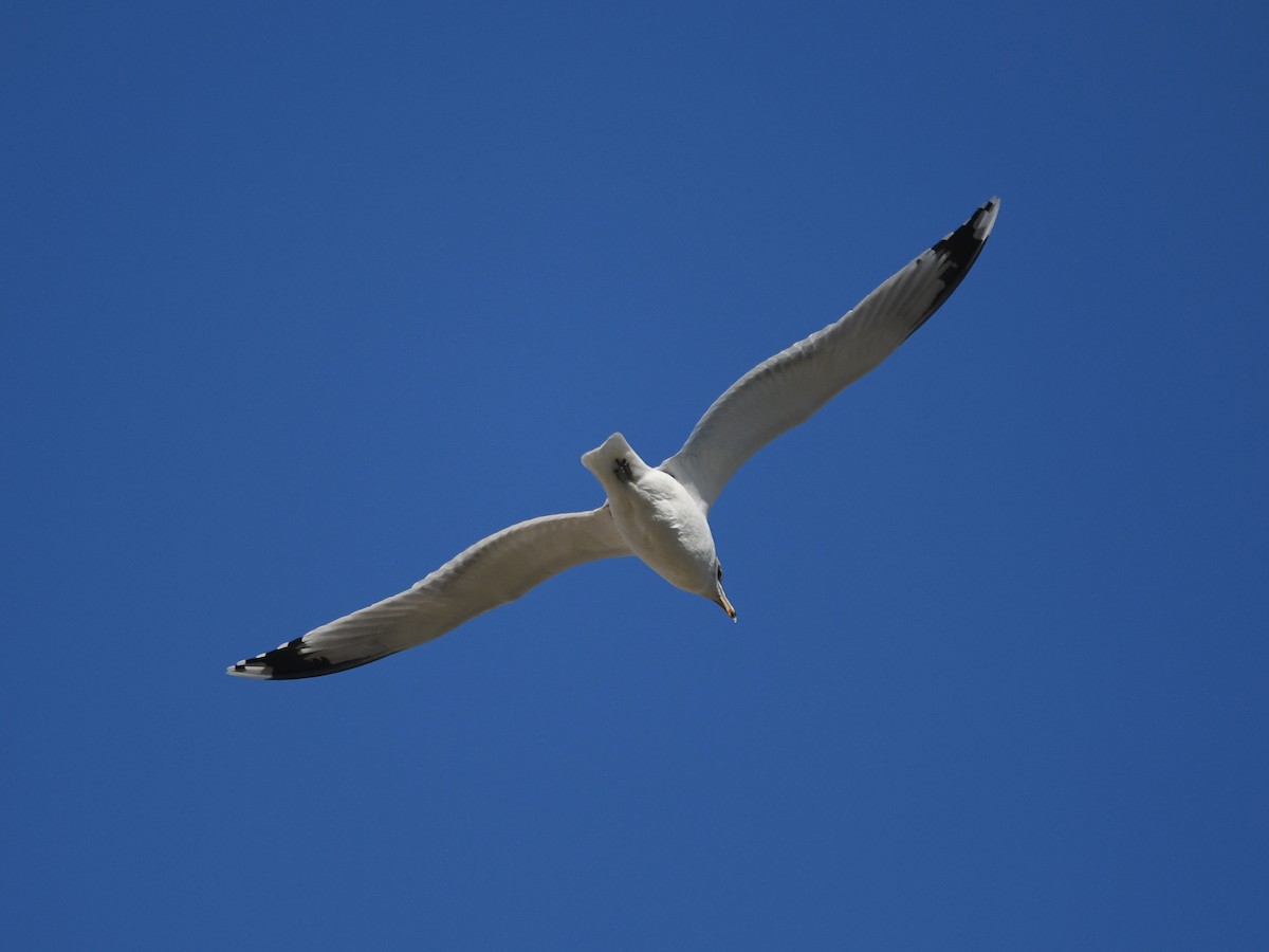 ML404602441 - California Gull - Macaulay Library