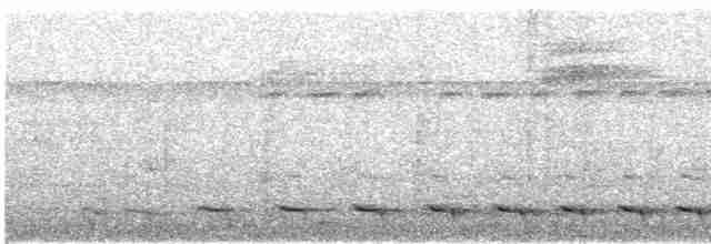 White-tailed Trogon - ML404602491