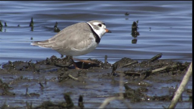 Piping Plover - ML404603