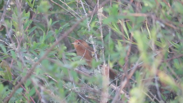 Orange-breasted Thornbird - ML404603391