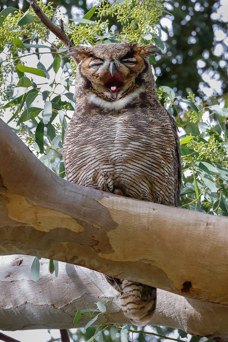 Great Horned Owl - ML404604391