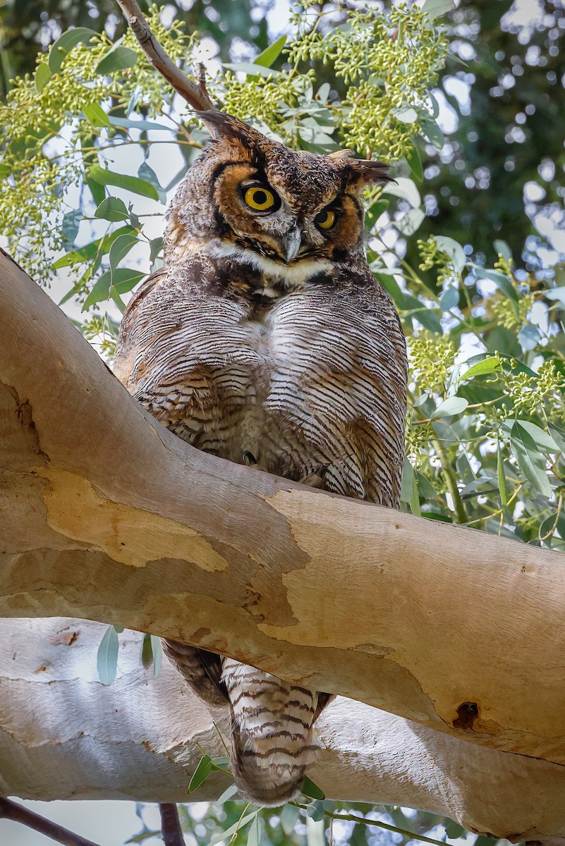 Great Horned Owl - ML404604411