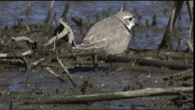 Piping Plover - ML404606