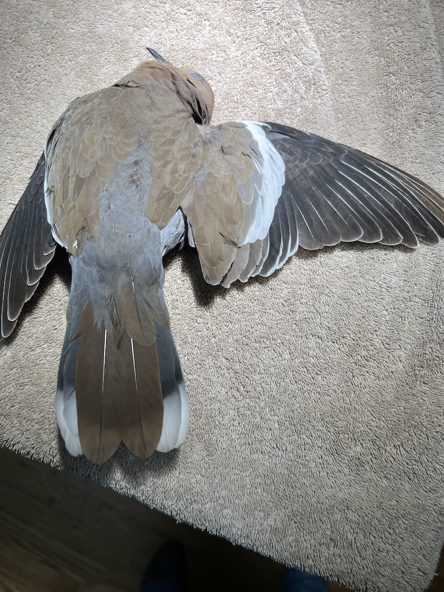White-winged Dove - ML404607431