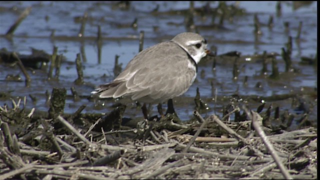 Piping Plover - ML404608