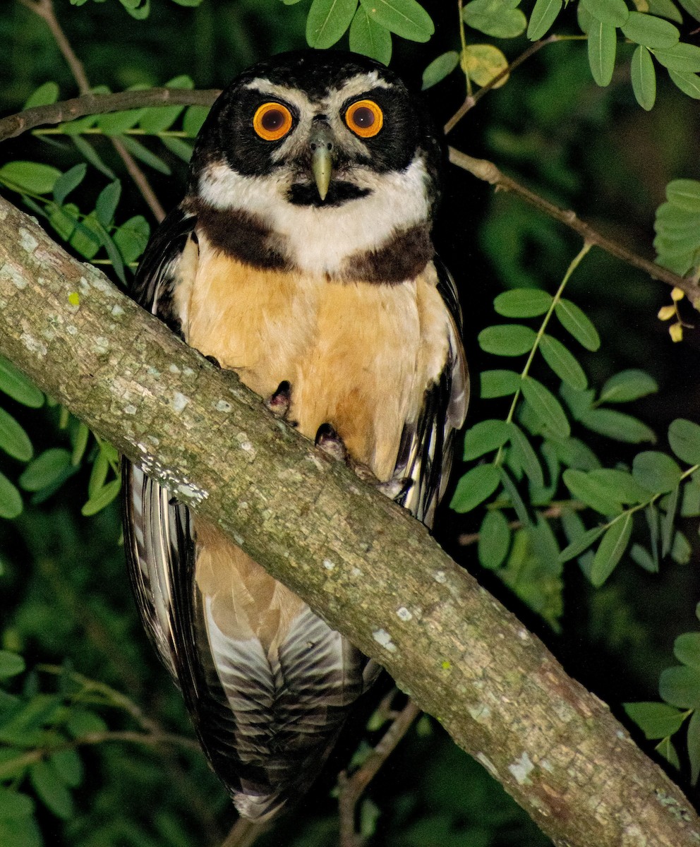 Spectacled Owl - ML404611301