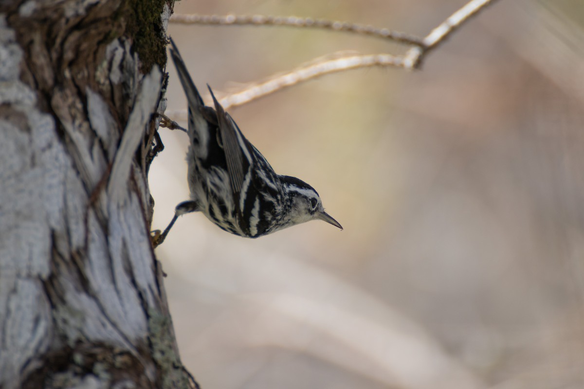 Black-and-white Warbler - ML404612891