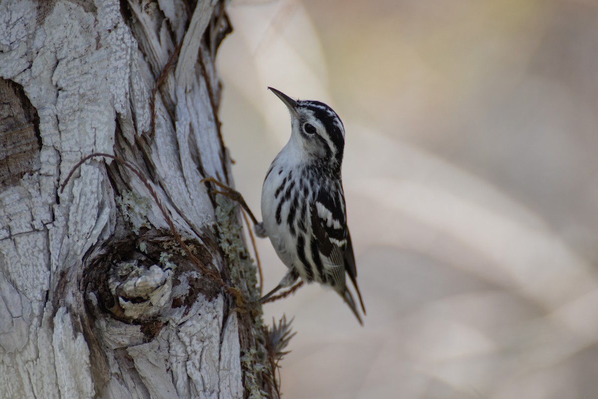 Black-and-white Warbler - ML404612911
