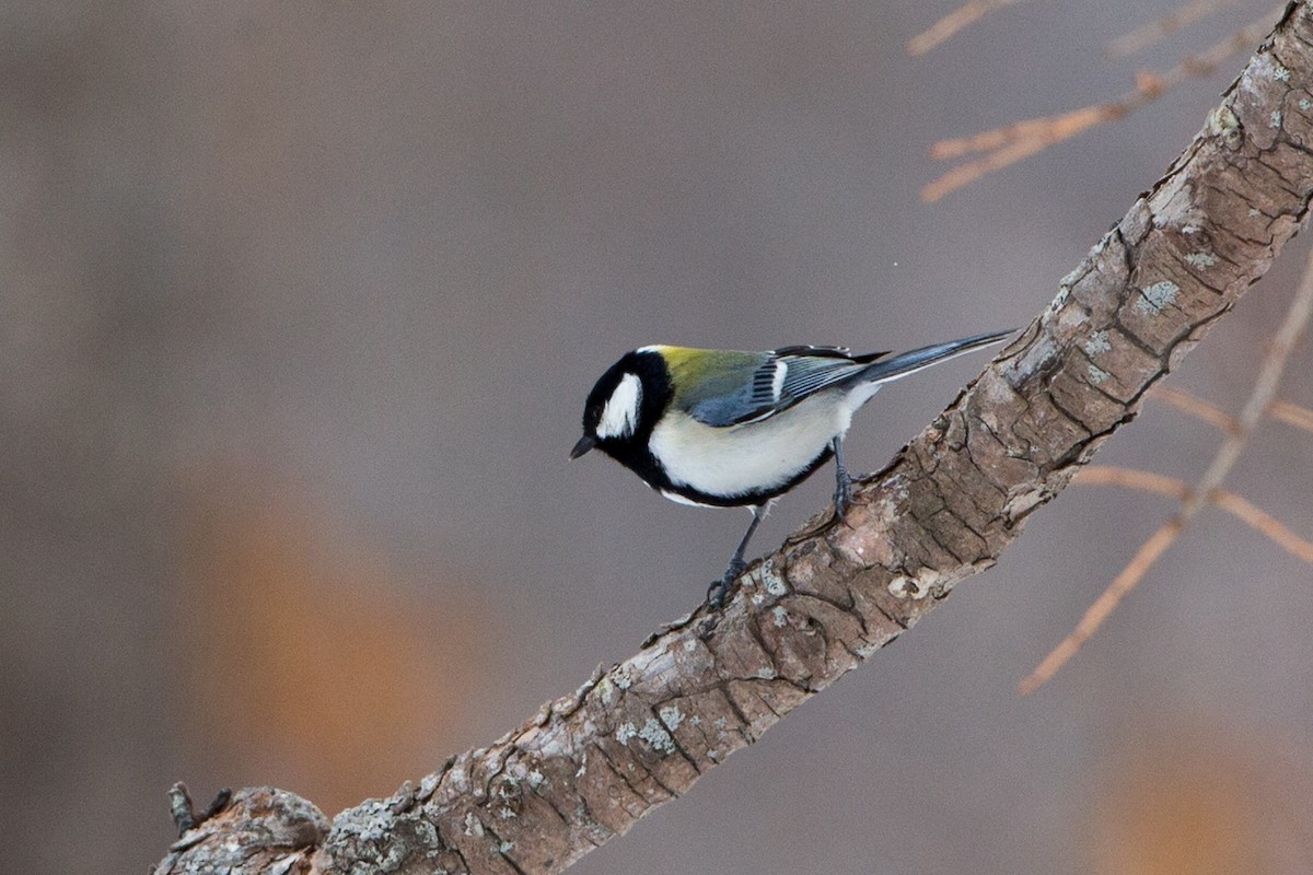 Japanese Tit - Eric Youngblood
