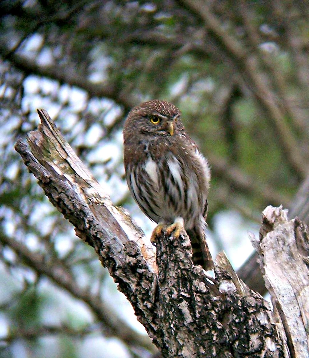 Ferruginous Pygmy-Owl - Philip Kline