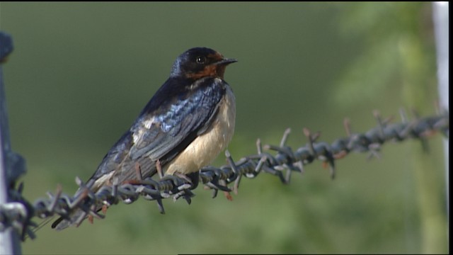 Barn Swallow (American) - ML404634