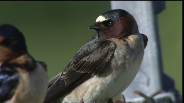 Golondrina Risquera - ML404635