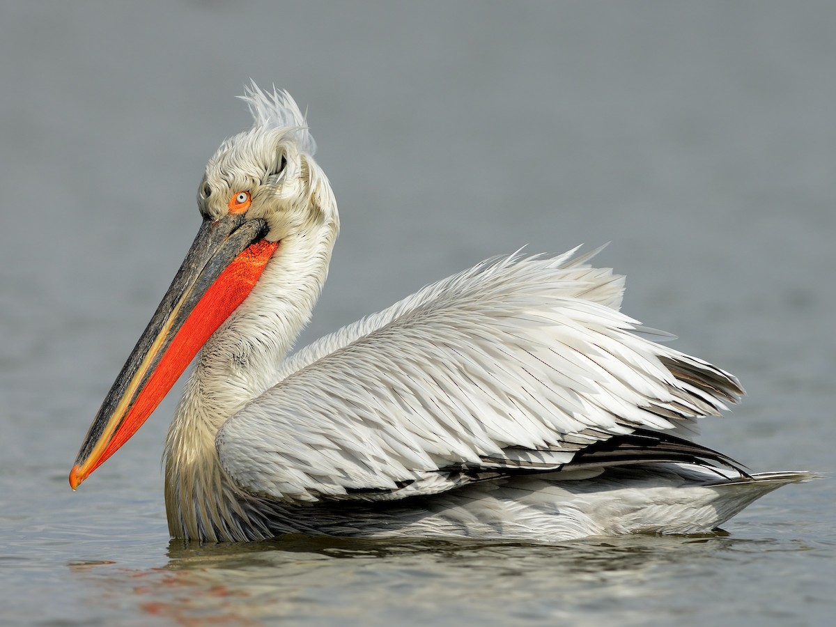 Dalmatian Pelican - Pelecanus crispus - Birds of the World