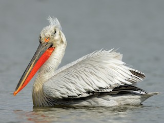  - Dalmatian Pelican