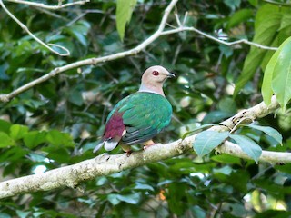 - Purple-tailed Imperial-Pigeon