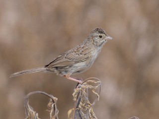 Cassin's Sparrow - Peucaea cassinii - Birds of the World