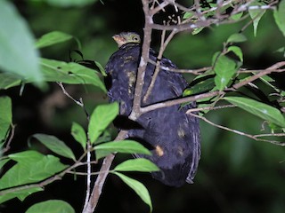  - Red-billed Brushturkey