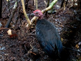  - Waigeo Brushturkey