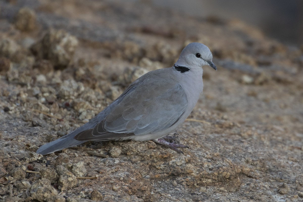 Ring-necked Dove - Michael Todd