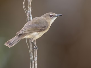  - Large-billed Gerygone