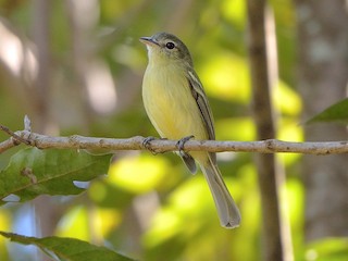  - Yellow-olive Flycatcher