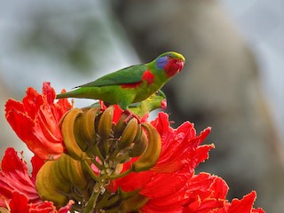  - Red-flanked Lorikeet