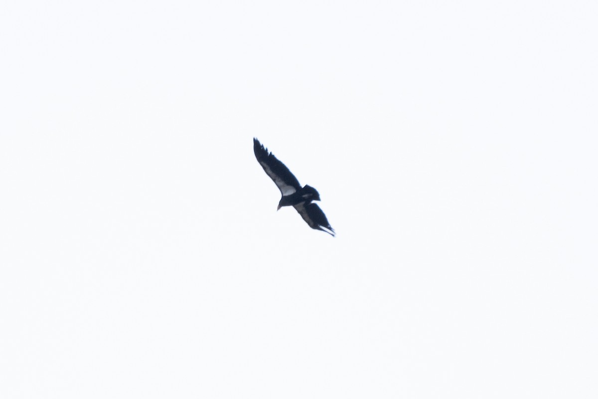 California Condor - Isabelle Reddy