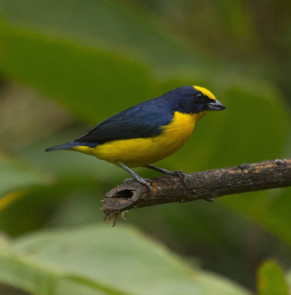 Thick-billed Euphonia - Penelope Bauer