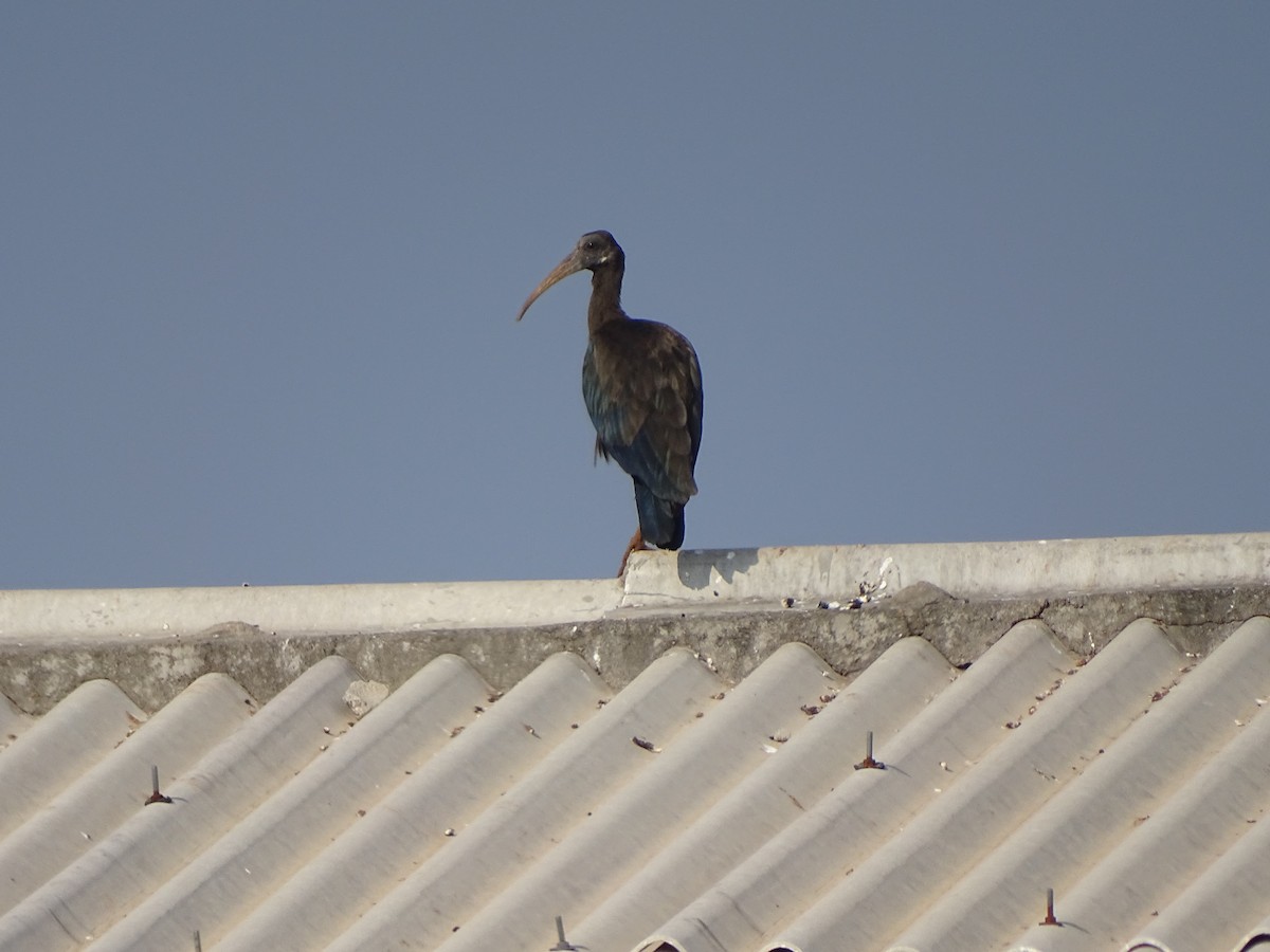 ibis hnědý - ML404673051