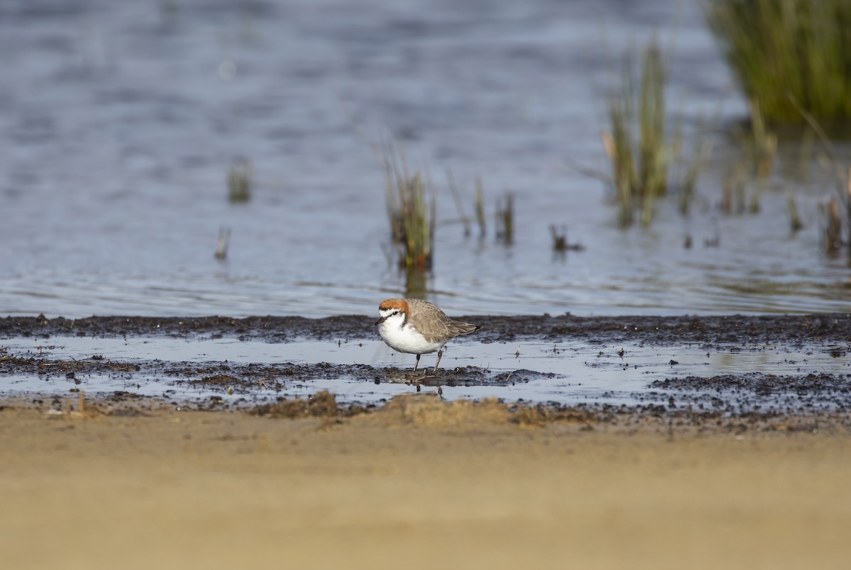 Red-capped Plover - ML404675361
