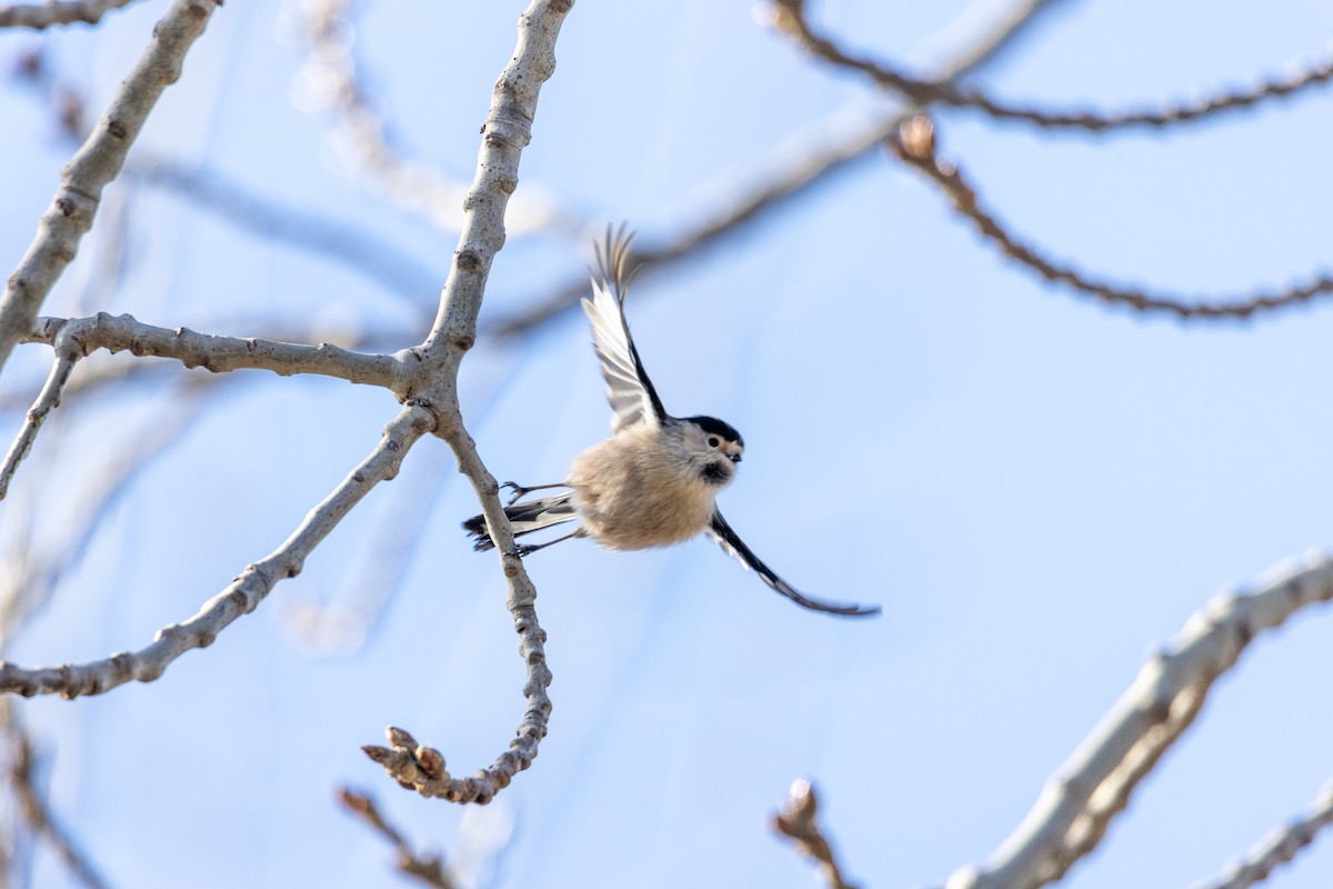 Silver-throated Tit - Zoey Squirrelmunk