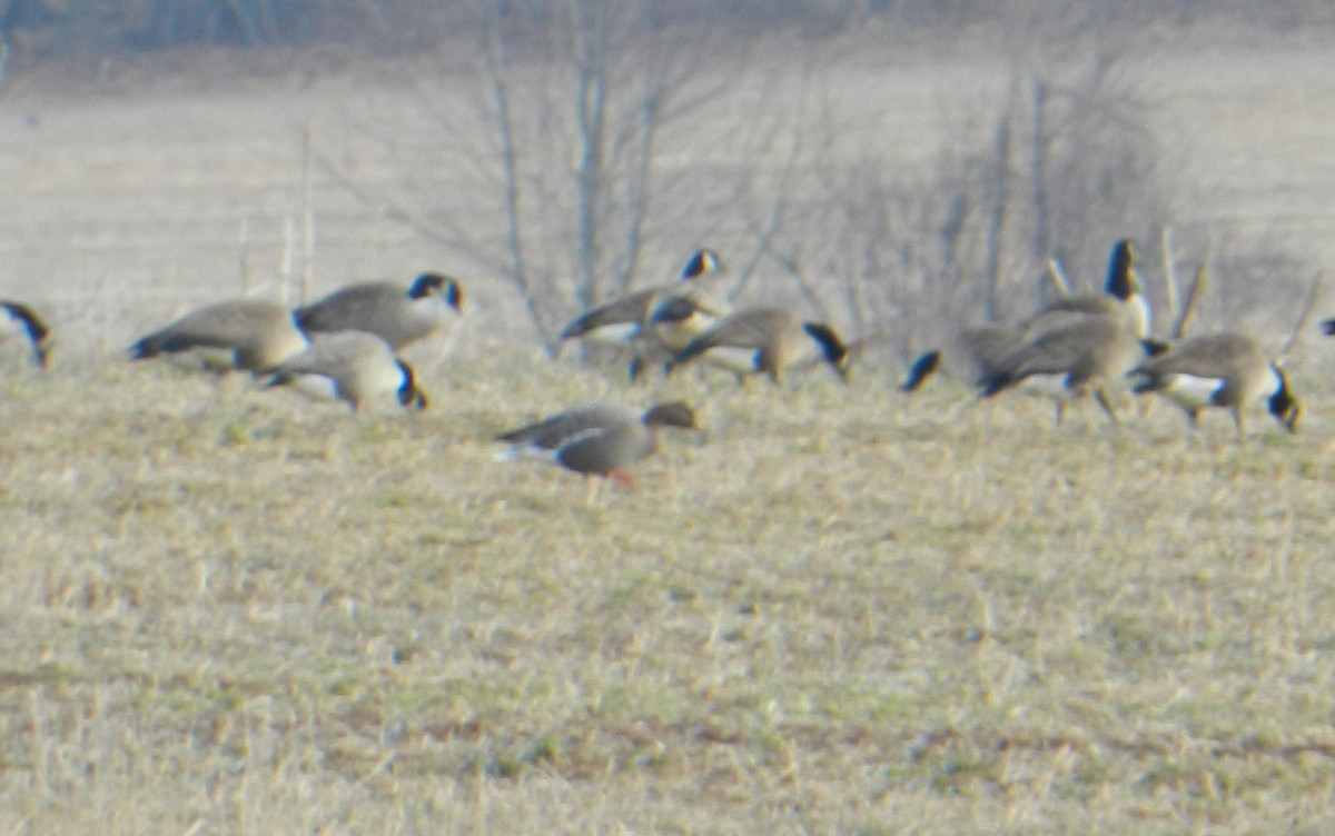 Pink-footed Goose - ML40467681