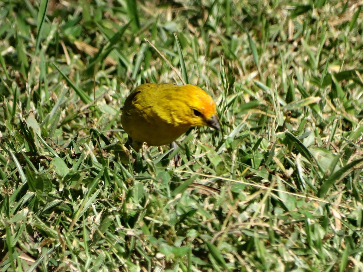 Saffron Finch - jose salgado