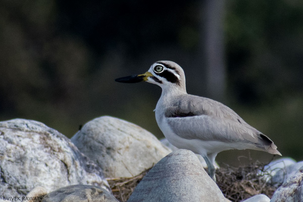 Great Thick-knee - ML404683221