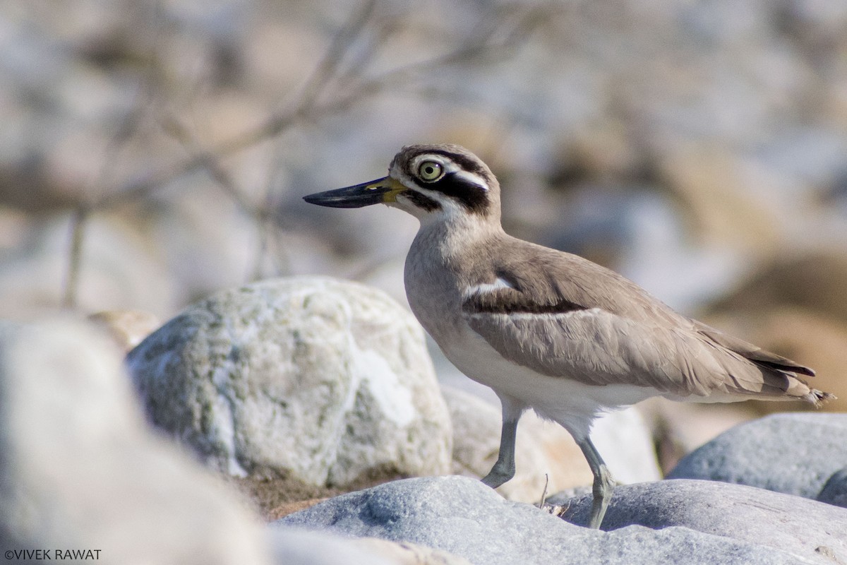 Great Thick-knee - ML404683231