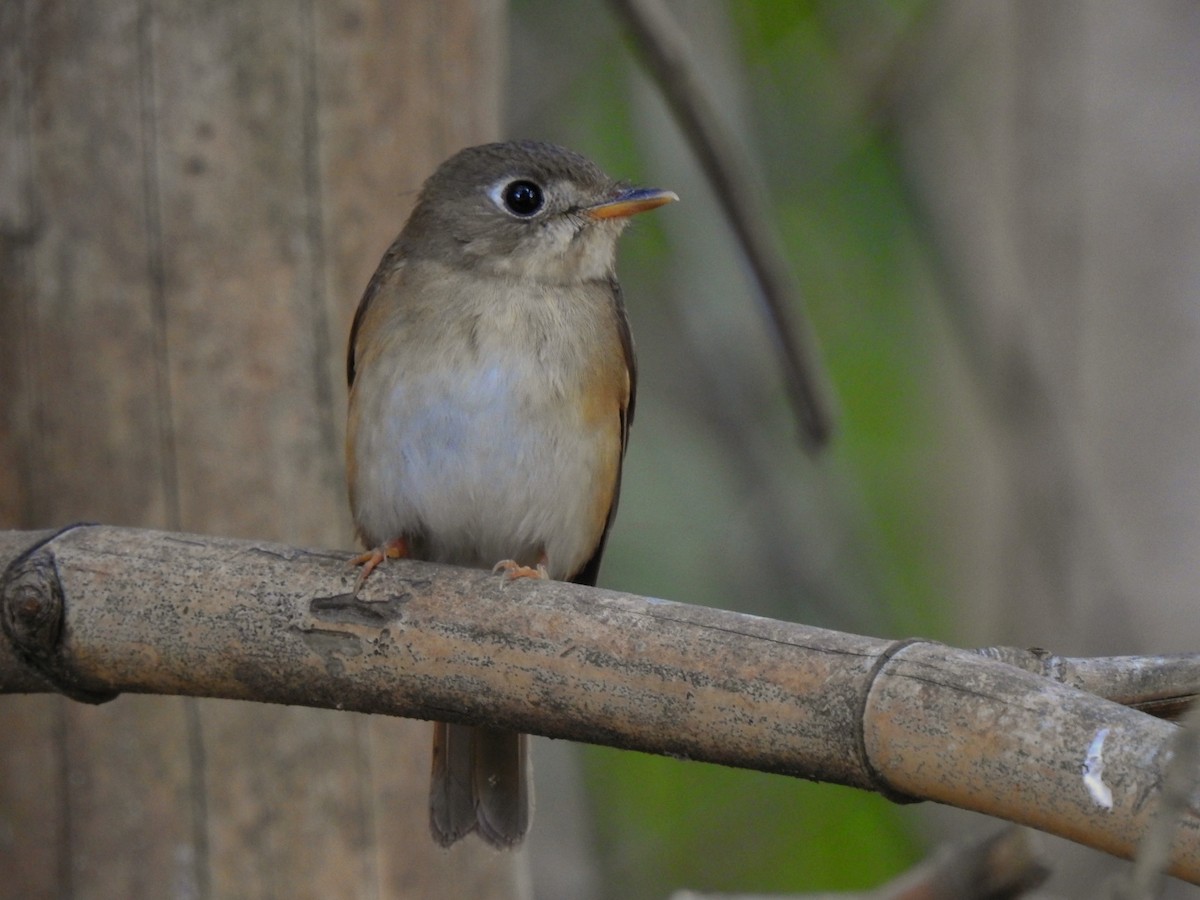 Brown-breasted Flycatcher - Praveen Tangirala