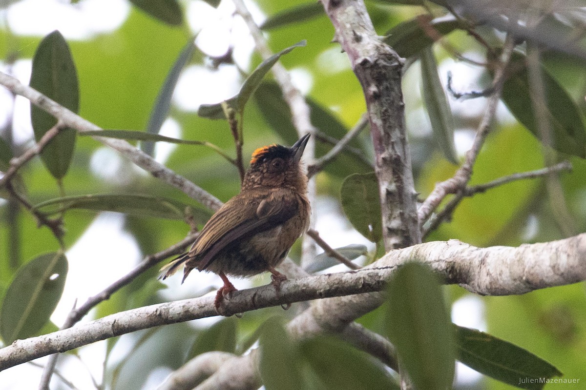Rusty-necked Piculet - Julien Mazenauer | Ornis Birding Expeditions